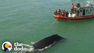 Rescuers Spend 4 Hours Freeing Humpback Whale From Fishing Net | The Dodo