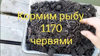 Скармливаю рыбе 1170 червей.