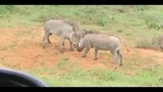 Wild Warthog Fight