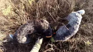 Охота с дратхаарами, перепел, сентябрь 16 г. Hunting on quail, german wirehaired pointer.