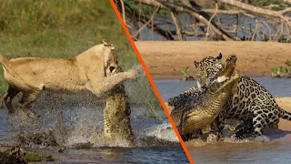 10 Most Exciting Crocodile Attacks | Jaguar vs Crocodile, Lion vs Crocodile