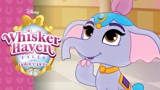 Where's Taj? | Whisker Haven Tales with the Palace Pets | Disney Junior