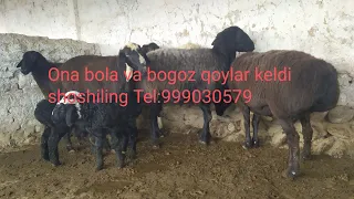 Bogoz va ona bola qoylar keldi pullari Arzon Tel:999030579