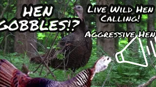 Live Wild Hen Calling! Hen GOBBLES! Cutting, Purrs, Excited Yelping, KEE-KEE! Spring Turkey