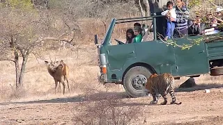 Tiger attack deer in ranthambore | रणथंभौर में बाघ का हिरण पर हमला