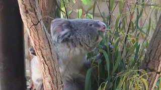 東山動物園　コアラの給餌時間