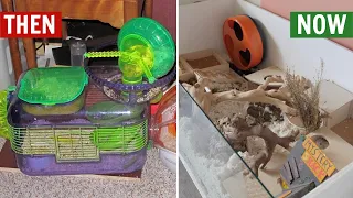 My Hamster Care THEN vs NOW