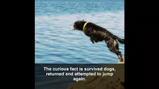 Dogs also commit suicide- But why?