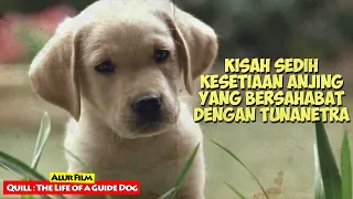 Kisah Kesetiaan Anjing Yang Bersahabat Dengan Tunanetra | Alur Cerita Film QUILL (2004)