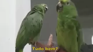 Papagaio Cantador glorificando a Deus voltando ao senhor que benção e Glória Vitória