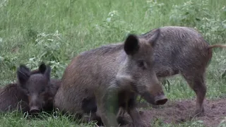 Bow Hunting Feral Hogs in Texas