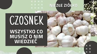 Właściwości czosnku i mikstura z czosnku!