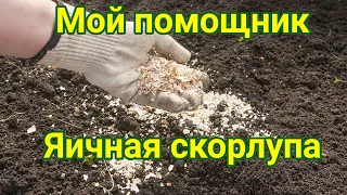 Использование яичной скорлупы на участке