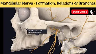 Mandibular Nerve | Formation | Course | Relations | Branches #Anatomy #mbbs #education