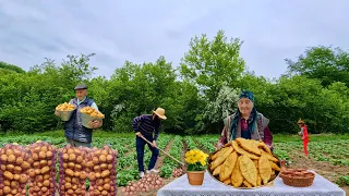 Collecting Fresh Potatoes from the Garden and Making Fried Potato Pies.