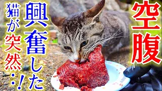 お腹を空かせていた野良猫の集団。餌を目の前に興奮した野良猫が、、！