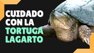 como es la TORTUGA LAGARTO