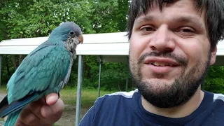 Raising a quaker parrot