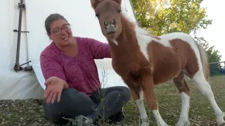 How To Train Your Miniature Foal