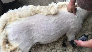 Adjusting combs and cutters on a sheep shears!