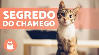 Como fazer o seu GATO te AMAR 😻 em 4 dicas