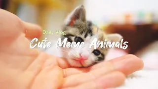 Meet the funniest animal memes in this vlog