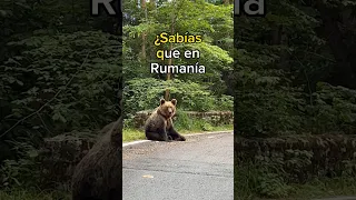 ¿Sabías que en Rumania hay más de 8000 🐻 y puedes verlos por esta carretera?