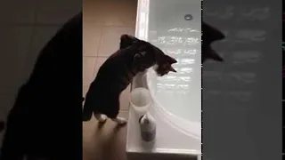 Curious Cat Learns About Water the Hard Way