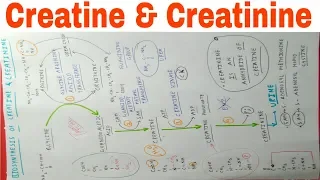 Biosyntesis of Creatine and Creatinine