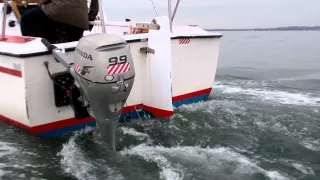 Harbor Seals in Staten Island