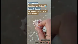 Collecting & Hunting Seashells🐚 @BM Beach Resort, 🌊RasAlKhaima, UAE🇦🇪Conchologist Senthil Balaji🤽‍♂️