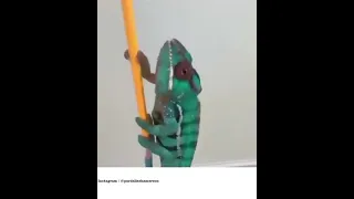 Amazing Color Change of Chameleon