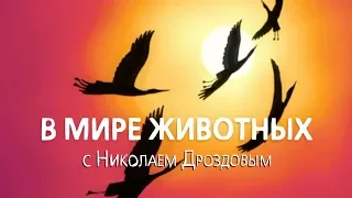 В мире животных с Николаем Дроздовым  Выпуск 15 (2018)