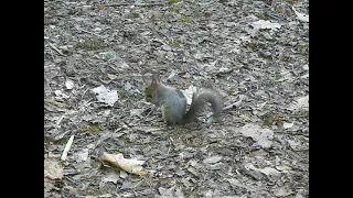 北海道神宮のエゾリス２匹～☆