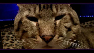 Lynx Hybrid - Goliath The Big CAT - shows off his NEW Exotic Kittens