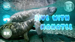 Dive with Manatee in 360° 🌊 Ocean Rift VR [8K]