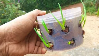 How to grow small onions in plastic bottle