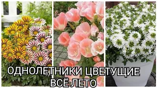 ОДНОЛЕТНИЕ РАСТЕНИЯ ЦВЕТУЩИЕ ВСЁ ЛЕТО.