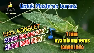 SUARA MASTERAN WALANG KEKEK ASLI TANPA JEDA DAN JERNIH 1 jam || BAMIS LOVEBIRD farm