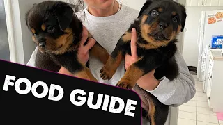 What Should You Feed A Rottweiler Puppy?