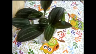 Орхидея Лудизия. Размножение.