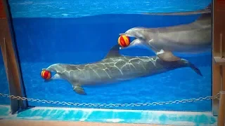 Lovely Dolphins 🐬😍 Cute and amazing Dolphins (Full) [Funny Pets]HD 2019