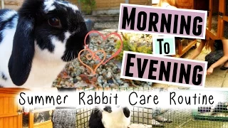 SUMMER RABBIT CARE ROUTINE: Morning To Evening | RosieBunneh