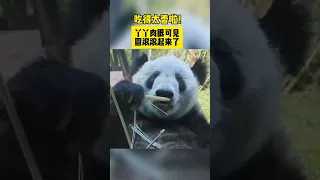 #Panda #yaya  has fun at Beijing Zoo