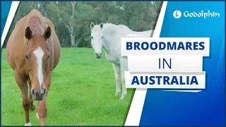 A year in the life of our broodmares, how they create our champions on the racetrack