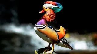 10 Most Beautiful Ducks In The World