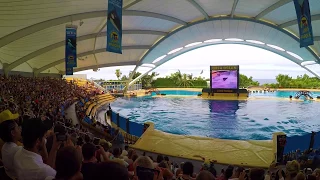 Tenerife - Loro Parque Whale show