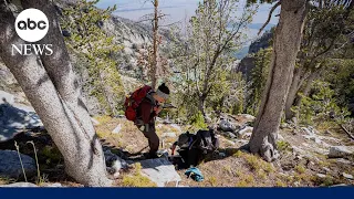 The fight to save the whitebark pine, a critical tree species found in national parks