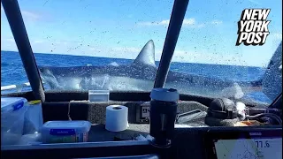 Giant shark jumps into fishing boat in ‘bonkers’ video: ‘WTF do we do?’ | New York Post