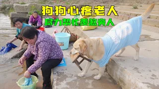 8 moments when you watch a cute dog want to eat meat, help the elderly and buy groceries